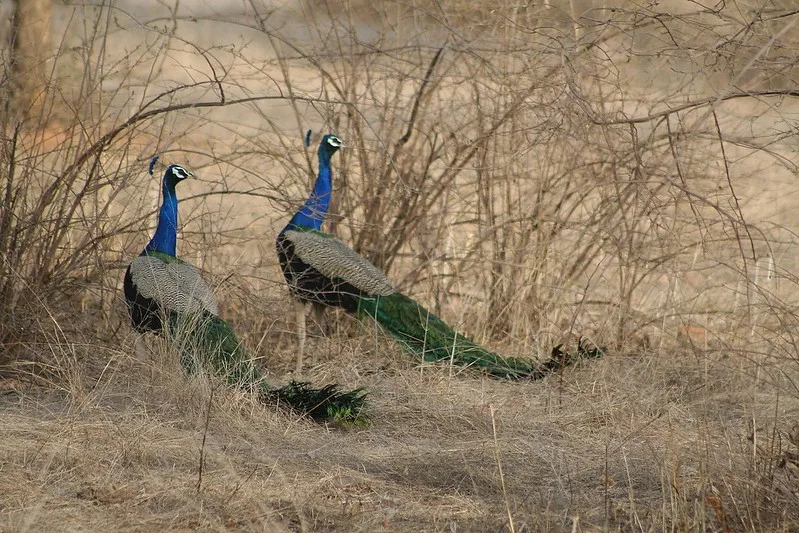 ranthambore