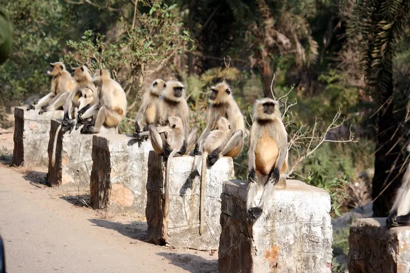 ranthambore