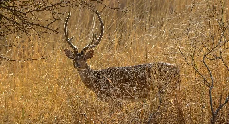 ranthambore